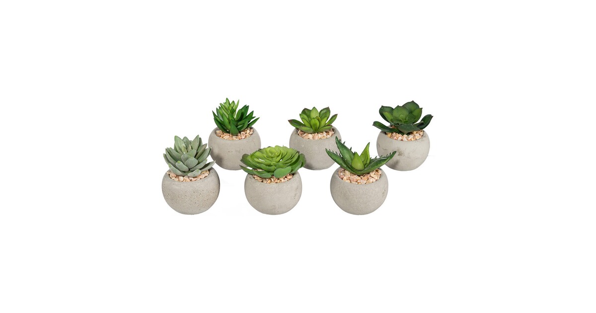 Sukkulenten Mini Kaufen