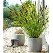 Baldur Pflanzenshop Die Moderne Hausfrau