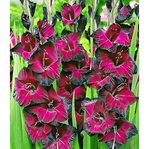 BALDUR-Garten  Riesen-Gladiole "Schönheit der Nacht",15 Stück Gladiolus