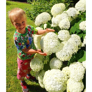 baldur garten schneeball hortensie cloudi 1 pflanze online kaufen die moderne hausfrau