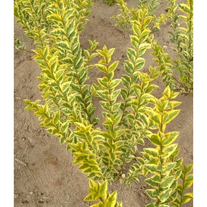 BALDUR-GartenGold-Liguster,1 Pflanze Ligustrum ovalifolium Aureum 1
