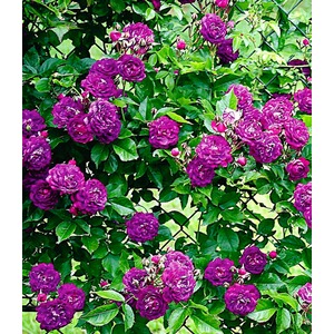 BALDUR-Garten  Rambler-Rosen 'Bleu Magenta', 1 Pflanze