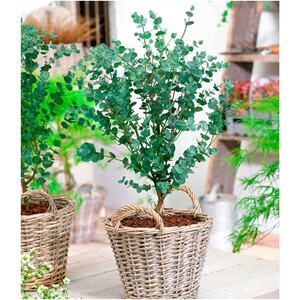 BALDUR-Garten  Winterharter Eukalyptus 'Azura®', 1 Pflanze Eucalyptus gunni