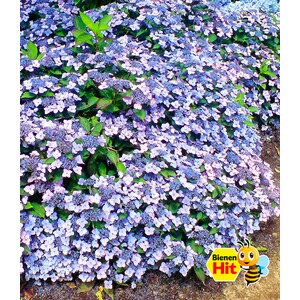 BALDUR-GartenWinterharte Zwerg-Hortensien 'Koreana', Hydrangea marcrophylla, 2 Pflanzen 1