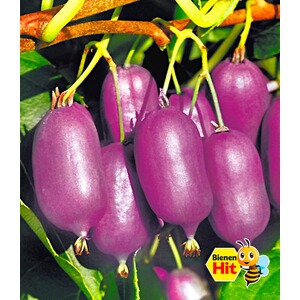 BALDUR-GartenKiwi 'Ken´s Red®', 1 Pflanze Actinidia arguta 1