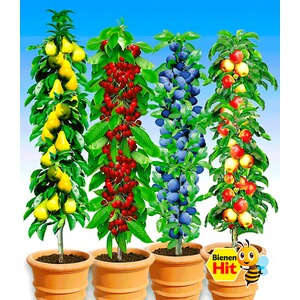 BALDUR-Garten  Säulen-Obst-Kollektion Birne, Kirsche, Pflaume & Apfel, 4 Pflanzen