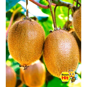 BALDUR-GartenSelbstfruchtende, großfruchtige Kiwi 'Solissimo® renact®', 1 Pflanze Actinidia deliciosa 1