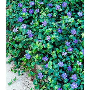 BALDUR-GartenWinterharter Bodendecker Vinca minor 'Blau' Immergrün, 3 Pflanzen 1