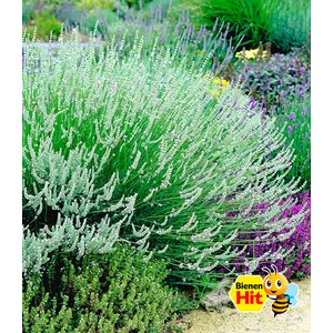 BALDUR-GartenWeißer Lavendel, 3 Pflanzen Lavandula 1
