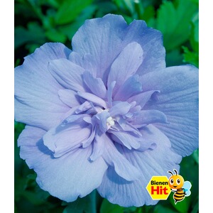 BALDUR-GartenGefüllter Hibiskus Chiffon blau 1 Pflanze Hibiscus syriacus winterhart 1