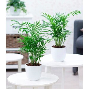 BALDUR-Garten  Zimmerpalmen Duo,2 Pflanzen