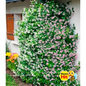 BALDUR-Garten  Duft-Jasmin "Pink & Weiß",2 Pflanzen