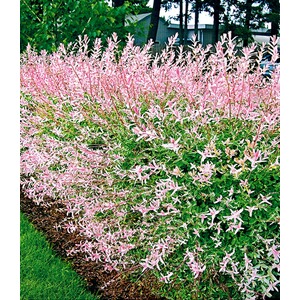 BALDUR-Garten  Salix-Hecke "Hakuro Nishiki",1 Pflanze