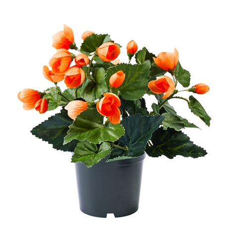 Begoniaplantje oranje 1