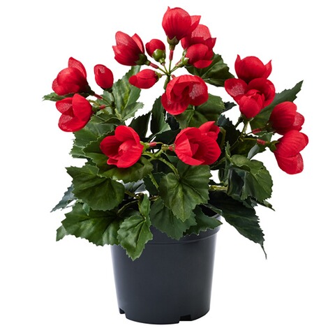 Begoniaplantje rood 1