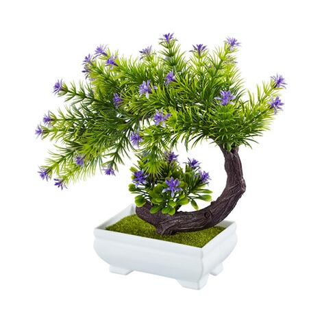 Blühender Bonsai online kaufen | Die moderne Hausfrau