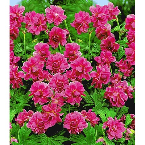 Baldur Garten Winterharte Geranien Rote Burcs Double 2 Knollen Geranium Himalayense Online Kaufen Die Moderne Hausfrau