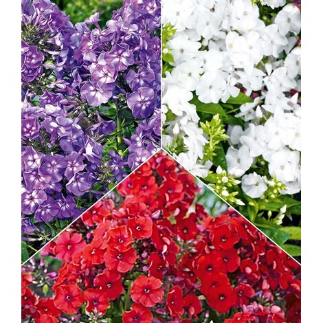 Baldur Garten Super Duft Phlox Kollektion 6 Knollen Flammenblume Winterharte Stauden Phlox Panicula Online Kaufen Die Moderne Hausfrau