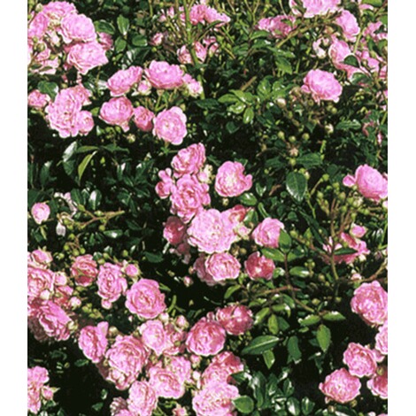 Baldur Garten Rosen The Fairy 1 Pflanze Bodendeckerrose Online Kaufen Die Moderne Hausfrau