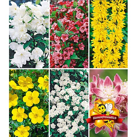Baldur Garten 5 Meter Bluh Hecken Kollektion Blutenhecke 6 Pflanzen Forsythie Weigelie Jasmin Deutzie Potentilla Spirea Online Kaufen Die Moderne Hausfrau