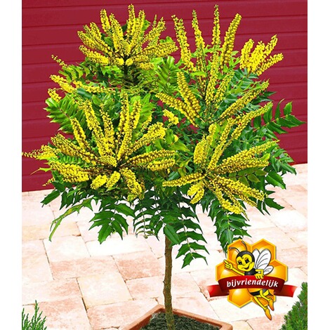 Baldur Garten Mahonien Stammchen 1 Pflanze Mahonia Online Kaufen Die Moderne Hausfrau