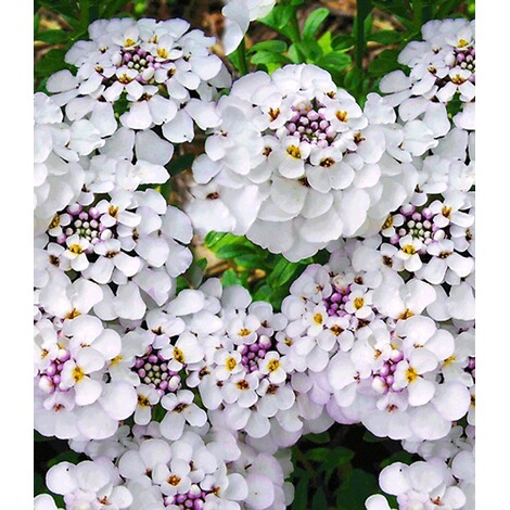 Baldur Garten Winterharter Bodendecker Iberis Schleifenblume Masterpiece 3 Pflanzen Online Kaufen Die Moderne Hausfrau