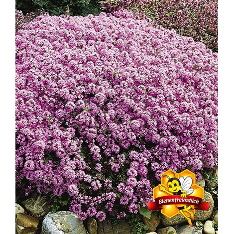 Baldur Garten Winterharter Bodendecker Langhaariger Gebirgs Thymian 3 Pflanzen Thymus Praecox Online Kaufen Die Moderne Hausfrau