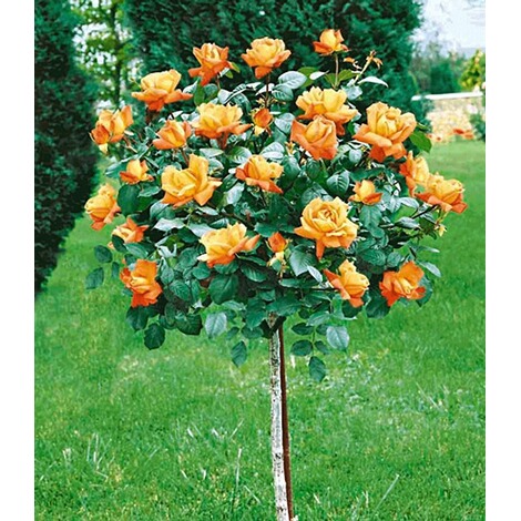 Baldur Garten Rosen Stammchen Maja Oetker 1 Rosenstamm Online Kaufen Die Moderne Hausfrau