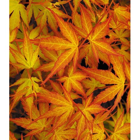 Baldur Garten Japanischer Ahorn Katsura 1 Pflanze Acer Palmatum Online Kaufen Die Moderne Hausfrau