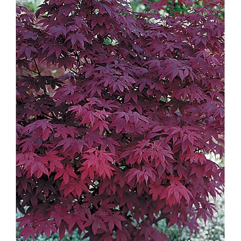 Baldur Garten Japanischer Ahorn Burgund 1 Pflanze Acer Palmatum Online Kaufen Die Moderne Hausfrau