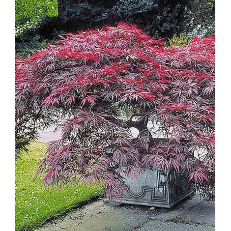 Baldur Garten Japanischer Ahorn Burgund 1 Pflanze Acer Palmatum Online Kaufen Die Moderne Hausfrau