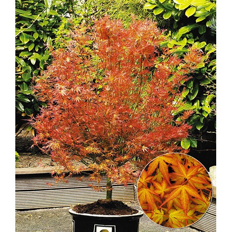 Baldur Garten Japanische Ahorn Kollektion Winterhart 2 Pflanzen Im Mix Acer Palmatum Online Kaufen Die Moderne Hausfrau