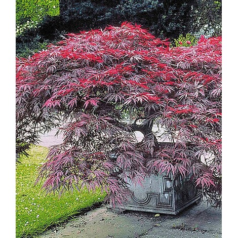 BALDUR-Garten Japanische Ahorn-Kollektion winterhart, 2 ...