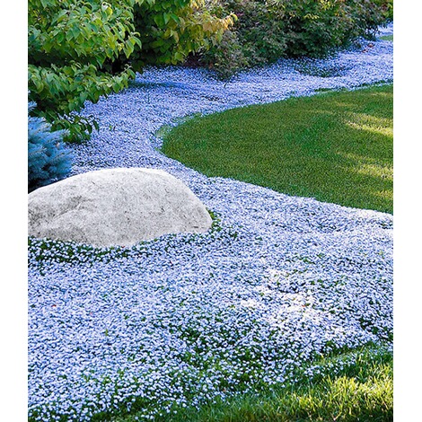 Winterharter Bodendecker Isotoma 'Blue Foot'®, 3 Pflanzen ...