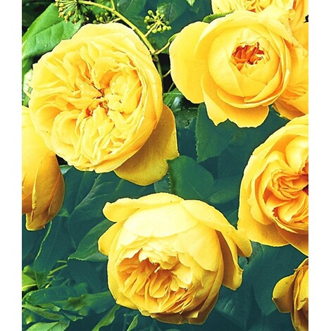 BALDUR-Garten Delbard® Rosen der Liebe 'Souvenir de Marcel ...