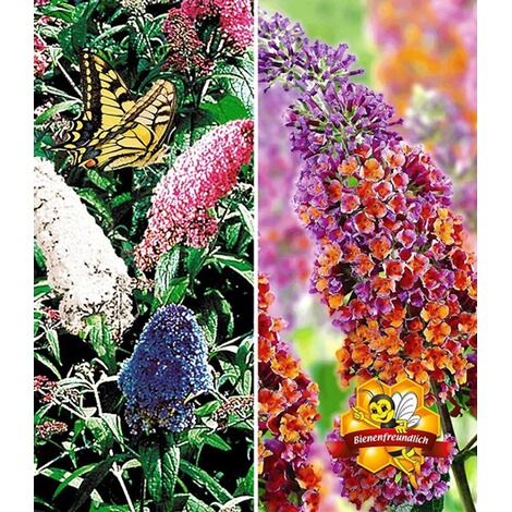baldur garten sommerflieder sortiment buddleia papillion tricolor und flower power 2 pflanzen buddleja online kaufen die moderne hausfrau