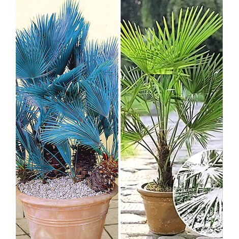 Baldur Garten Winterharte Palmen Sortiment Winterharte Kubel Palme Und Blaue Zwerg Palme 2 Pflanzen Online Kaufen Die Moderne Hausfrau