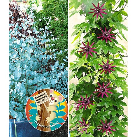 baldur garten winterharter eukalyptus winterharte passionsblume 2 pflanzen online kaufen die moderne hausfrau