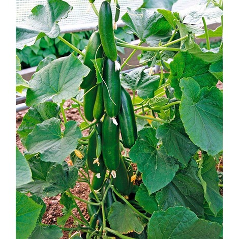 Baldur Garten Veredelte Snack Gurke Minik F1 2 Pflanzen Gurkenpflanze Cucumis Sativus Snackgurke Naschgurke Online Kaufen Die Moderne Hausfrau