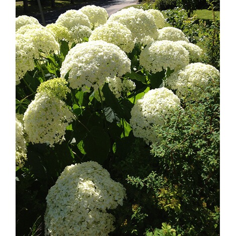 baldur garten schneeball hortensie cloudi 1 pflanze online kaufen die moderne hausfrau