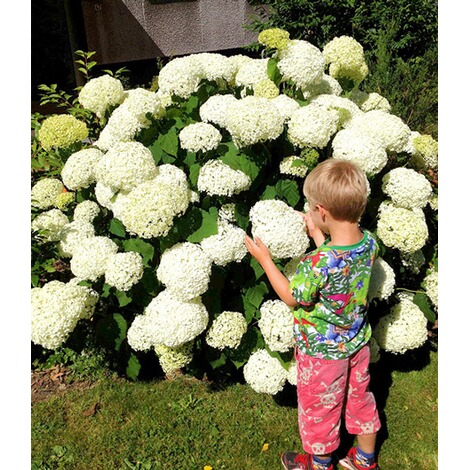 baldur garten schneeball hortensie cloudi 1 pflanze online kaufen die moderne hausfrau