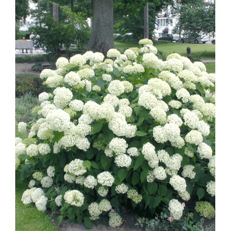 baldur garten schneeball hortensie cloudi 1 pflanze online kaufen die moderne hausfrau