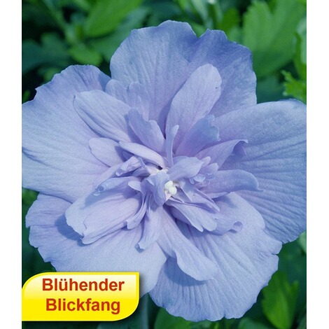 BALDUR-Garten Hibiskus Chiffon-Kollektion 3 Pflanzen pink ...