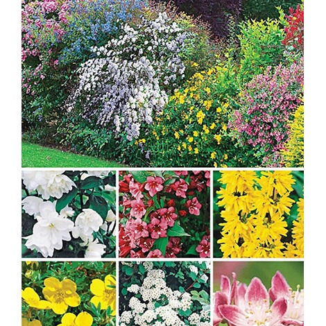 BALDUR-Garten Hecken-Kollektion,11 Pflanzen online kaufen ...