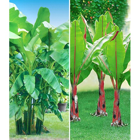 Baldur Garten Winterharte Bananen Kollektion 2 Pflanzen Online Kaufen Die Moderne Hausfrau