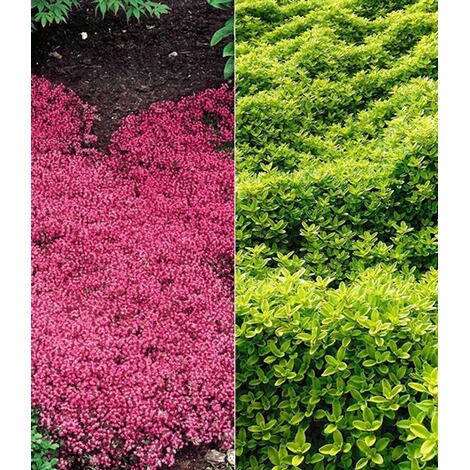 Baldur Garten Bodendecker Thymian Kollektion Rot Und Grun 6 Pflanzen Winterhart Online Kaufen Die Moderne Hausfrau
