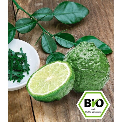 Baldur Garten Bio Kaffir Limette 1 Pflanze Citrus Hystrix Kaffernlimette Online Kaufen Die Moderne Hausfrau