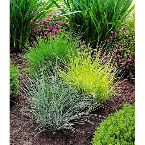 Baldur Garten Graser Trio 3 Pflanzen Ziergraser Festuca Glauca Elijah Blue Festuca Gautieri Milium Effusum Aureum Online Kaufen Die Moderne Hausfrau
