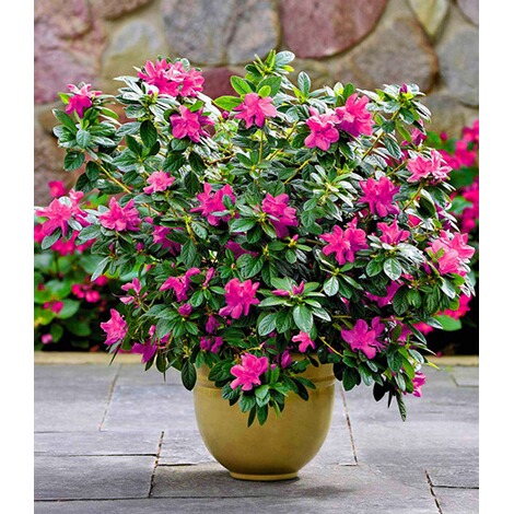 Baldur Garten Durchbluhende Azalee Bloom Champion Purple 1 Pflanze Rhododendron Online Kaufen Die Moderne Hausfrau