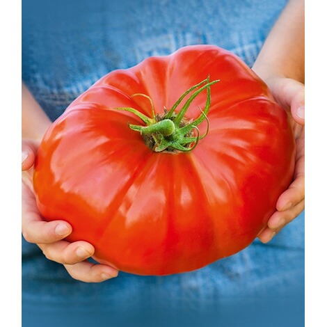 Gr te Tomate Der Welt Gr te Der Welt gr-te-tomate-der-welt-gr-te-der-welt